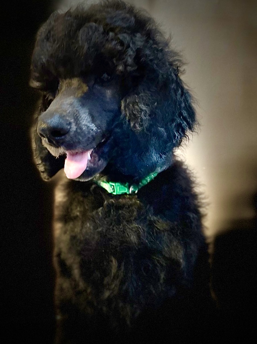 ADORE - ... and my name is Adore. Did you get a hint?