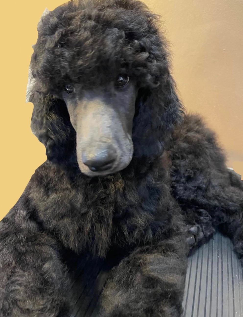 ADORE - I am calm and cuddly ...