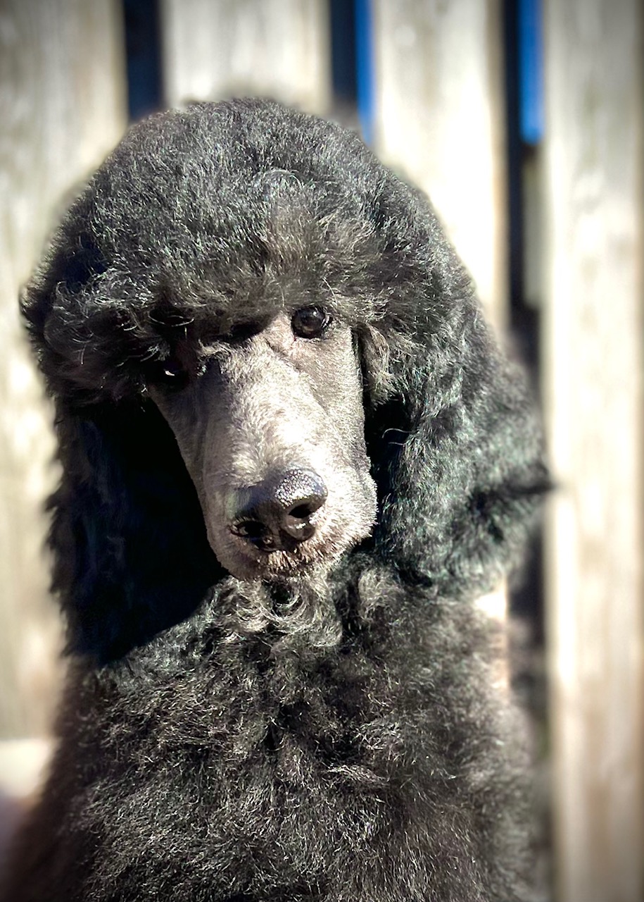 ADORE VAN TIM simply adorable