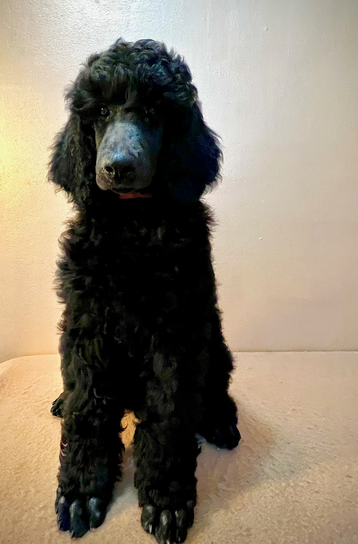 JIEMBA - ... and I'm impressive from head to tail