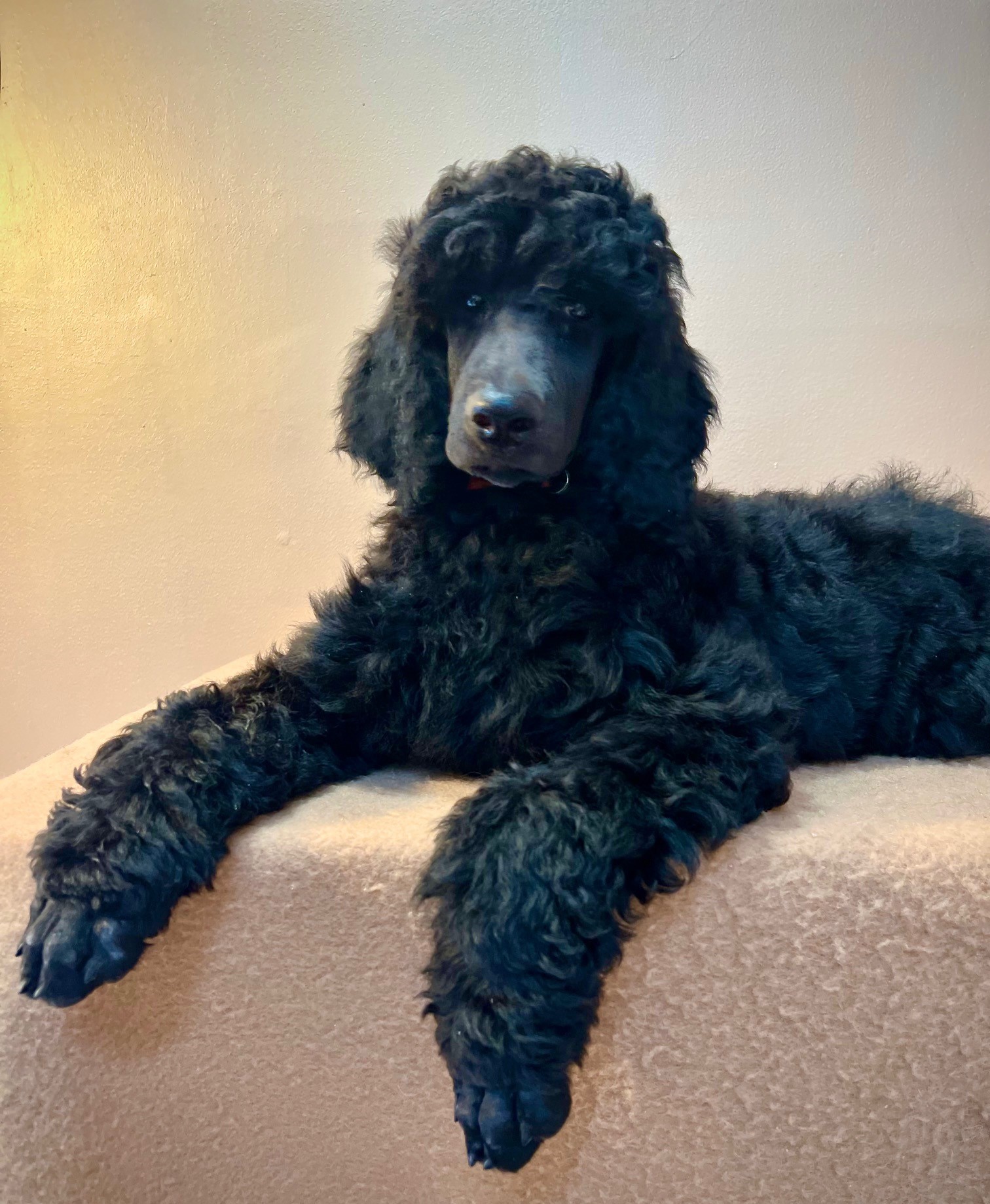 JIEMBA - You can see my confidence ...