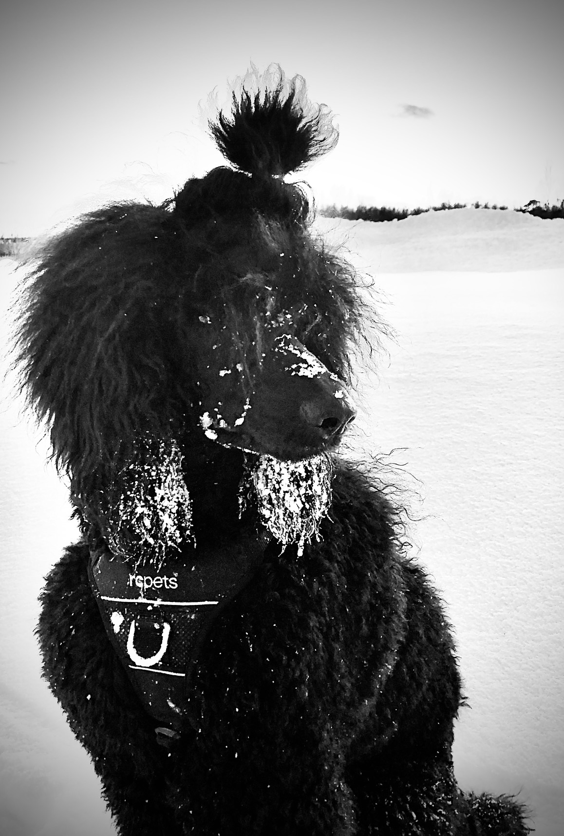 MASHA - Come on, can you throw that frisbee finally