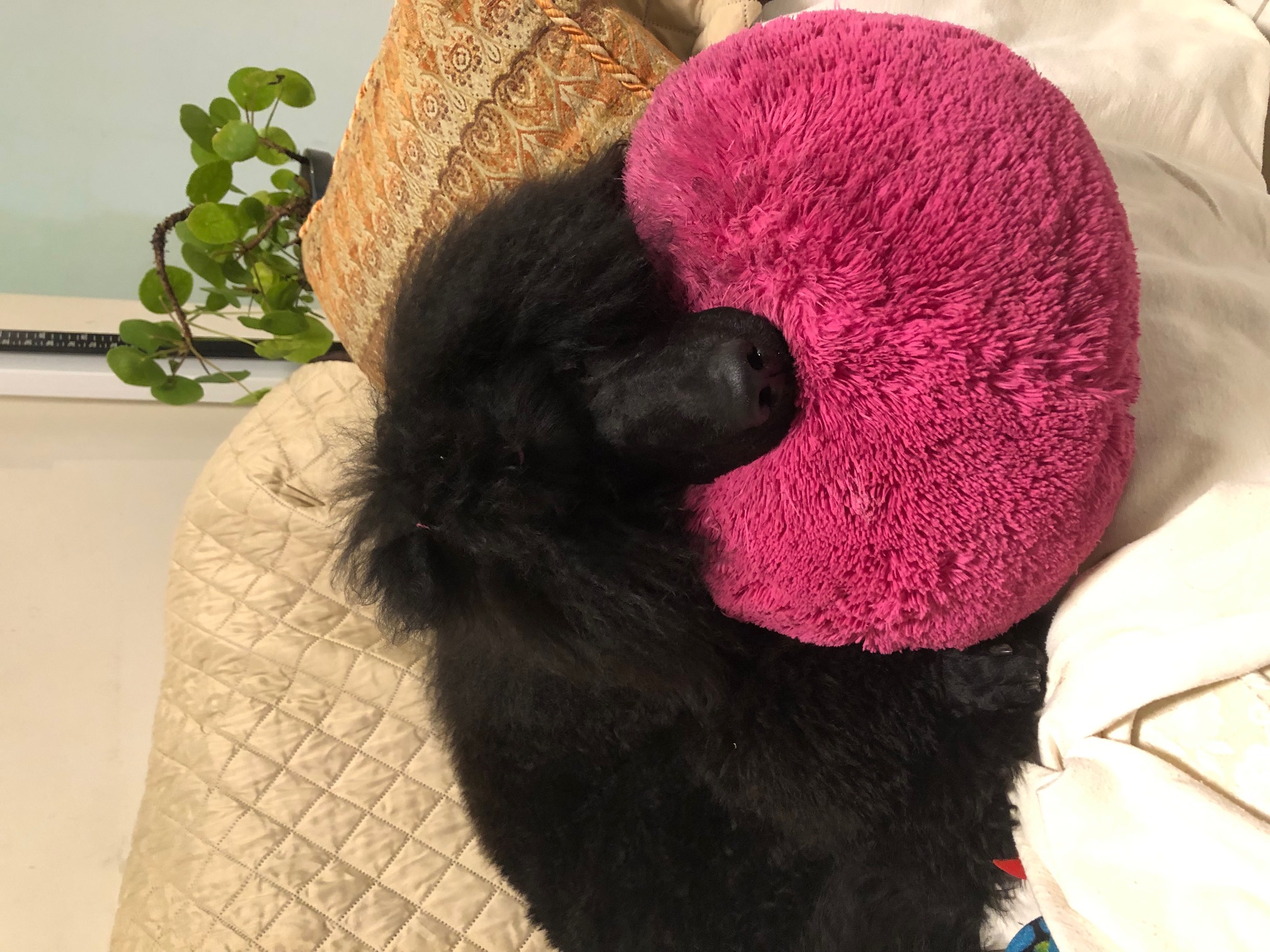 MASHA - My favorite pillow