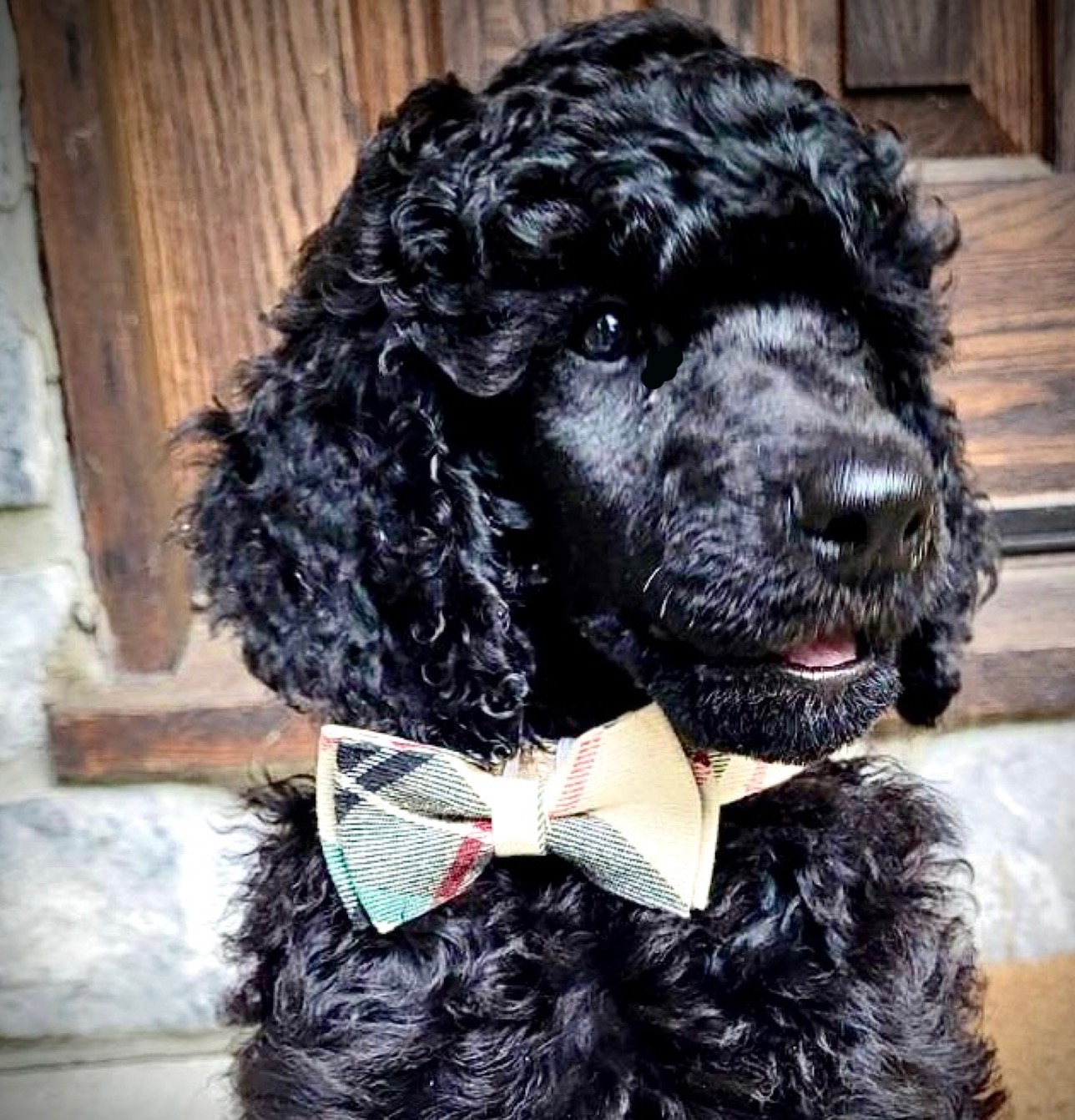 OLYMPUS (Oli) VAN TIM