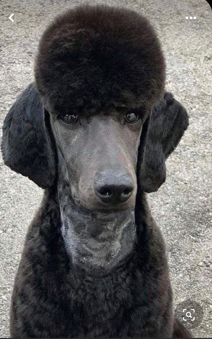 TESLA - I love my new hairstyle