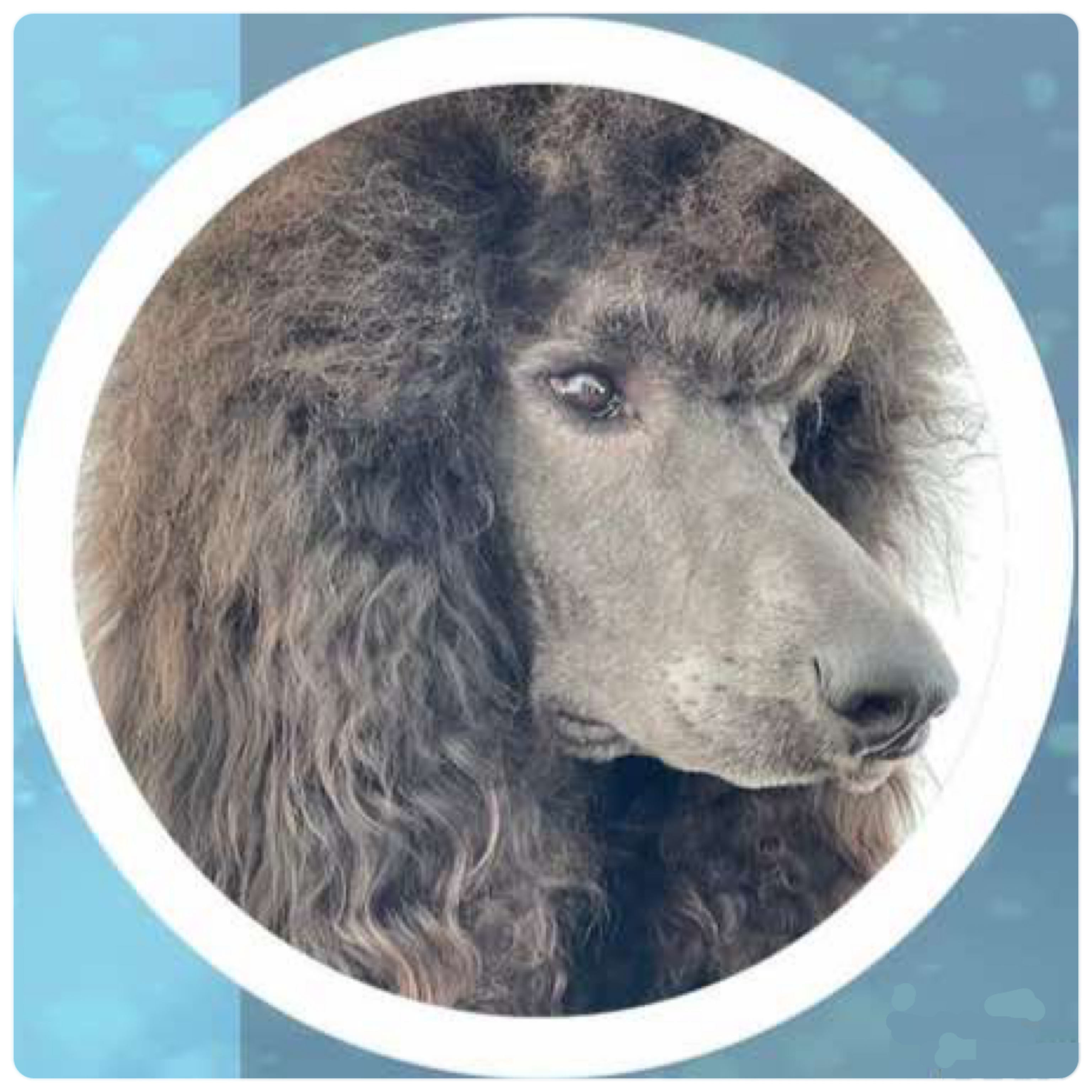 Ch Seransil TESLA VAN TIM