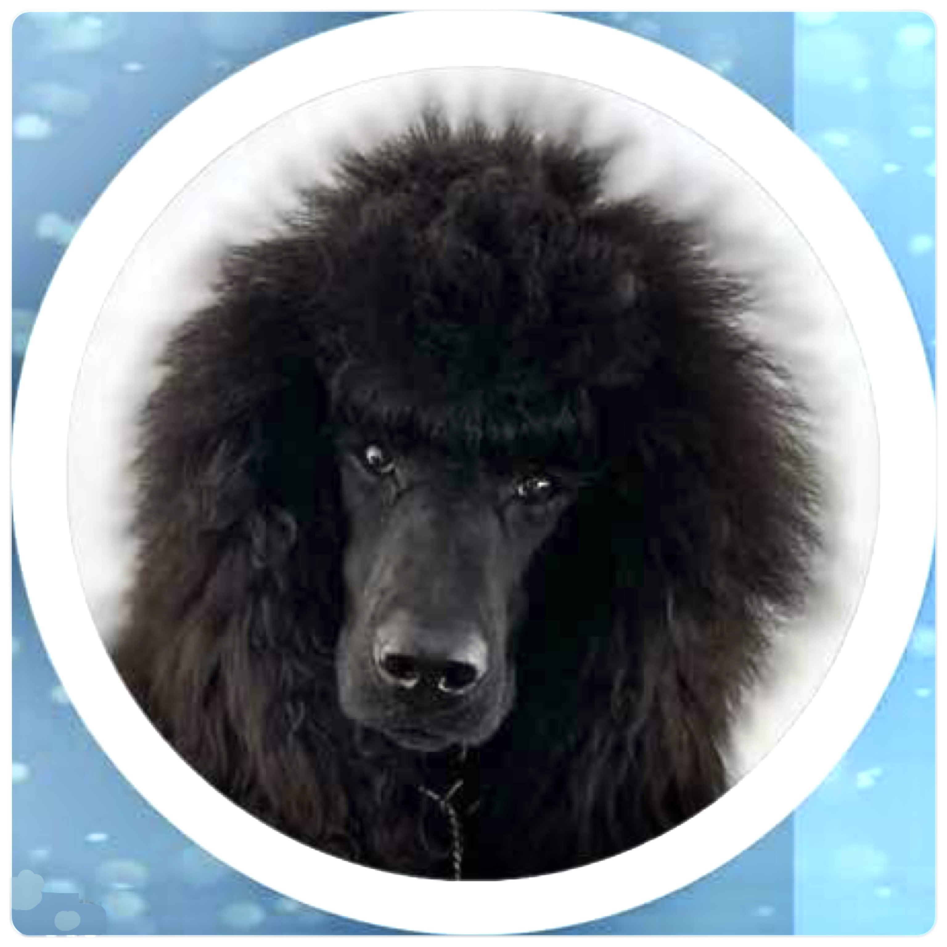 Our Poodles - Poodles Ottawa